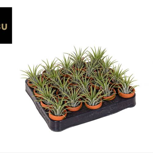Tillandsia Ionantha im Terracotta Topf T05 H009