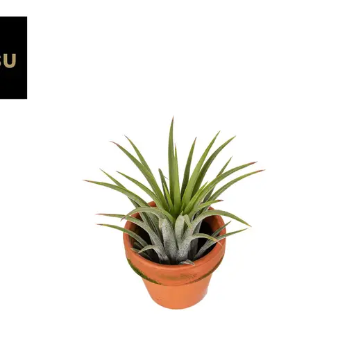 Tillandsia Ionantha im Terracotta Topf T05 H009