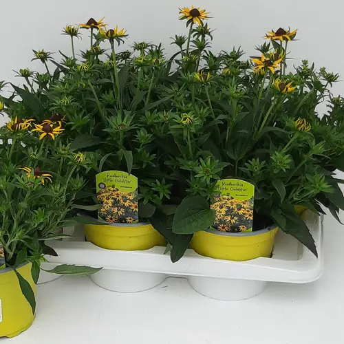 Rudbeckia Little Goldstar T17 H045