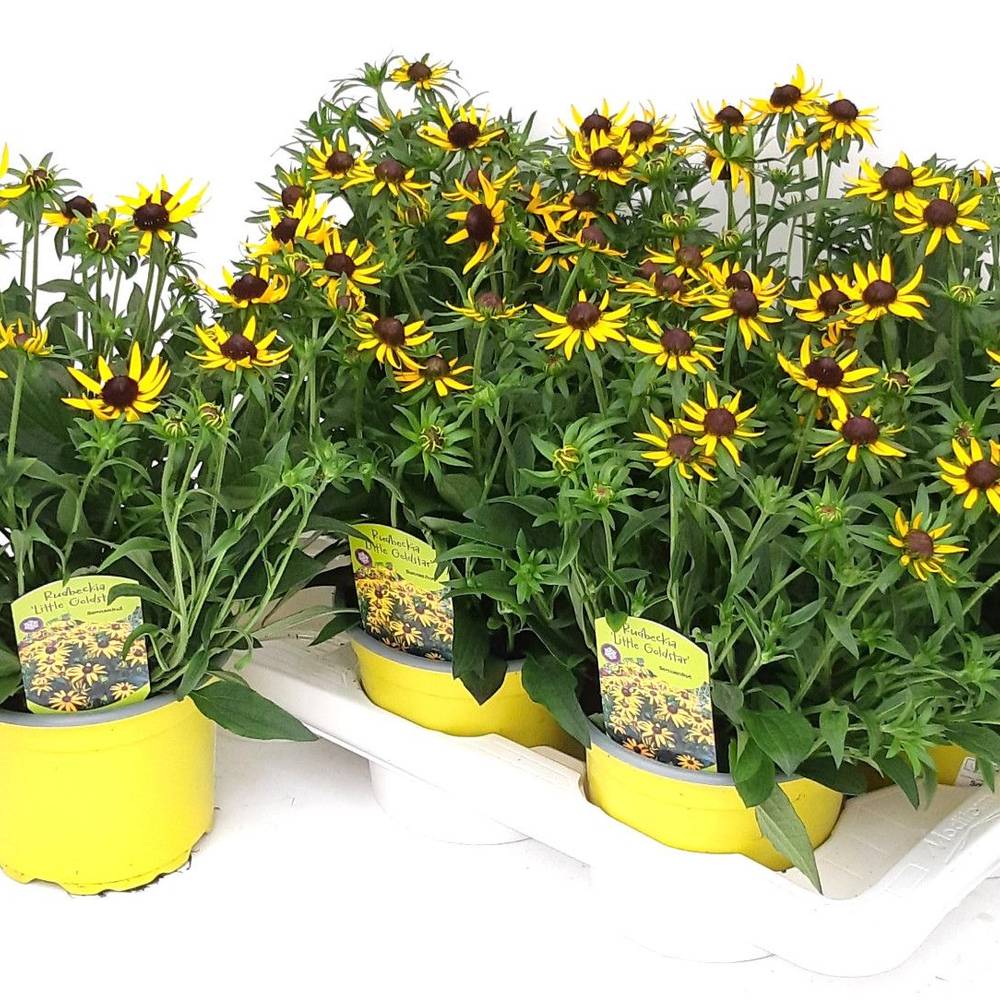 Rudbeckia Little Goldstar T17 H045