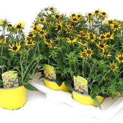 Rudbeckia Little Goldstar T17 H045