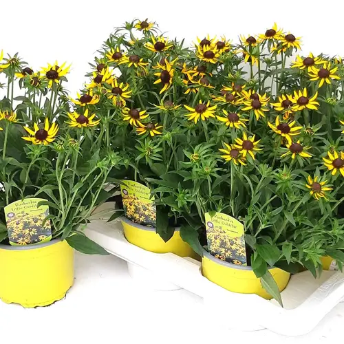 Rudbeckia Little Goldstar T17 H045