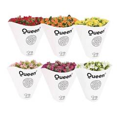 Kal.Gef. Queen mix T06 H008