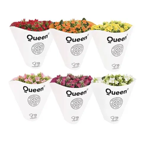 Kal.Gef. Queen mix T06 H008