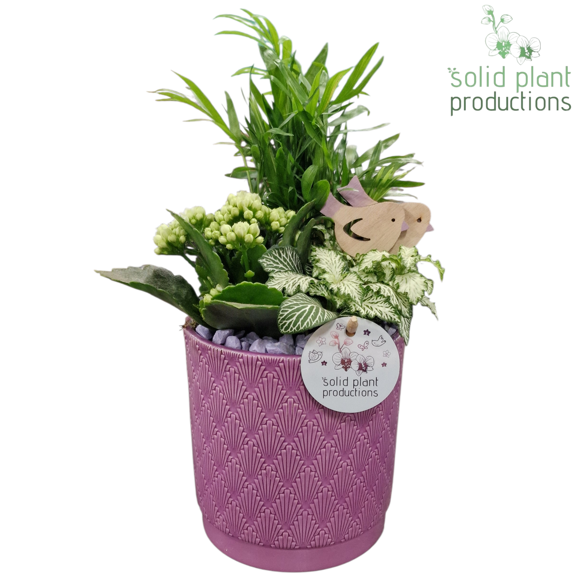 Chamaed.Arr CH001 Amy lila T14 H035