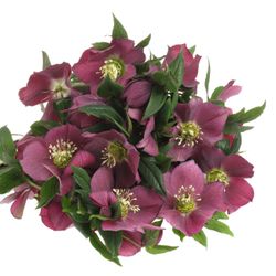 Helleborus weinrot Queens Red 50cm