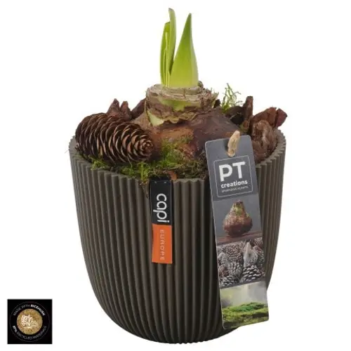 Amaryl.Arr PTAA7565 rote Bl. T13 H022