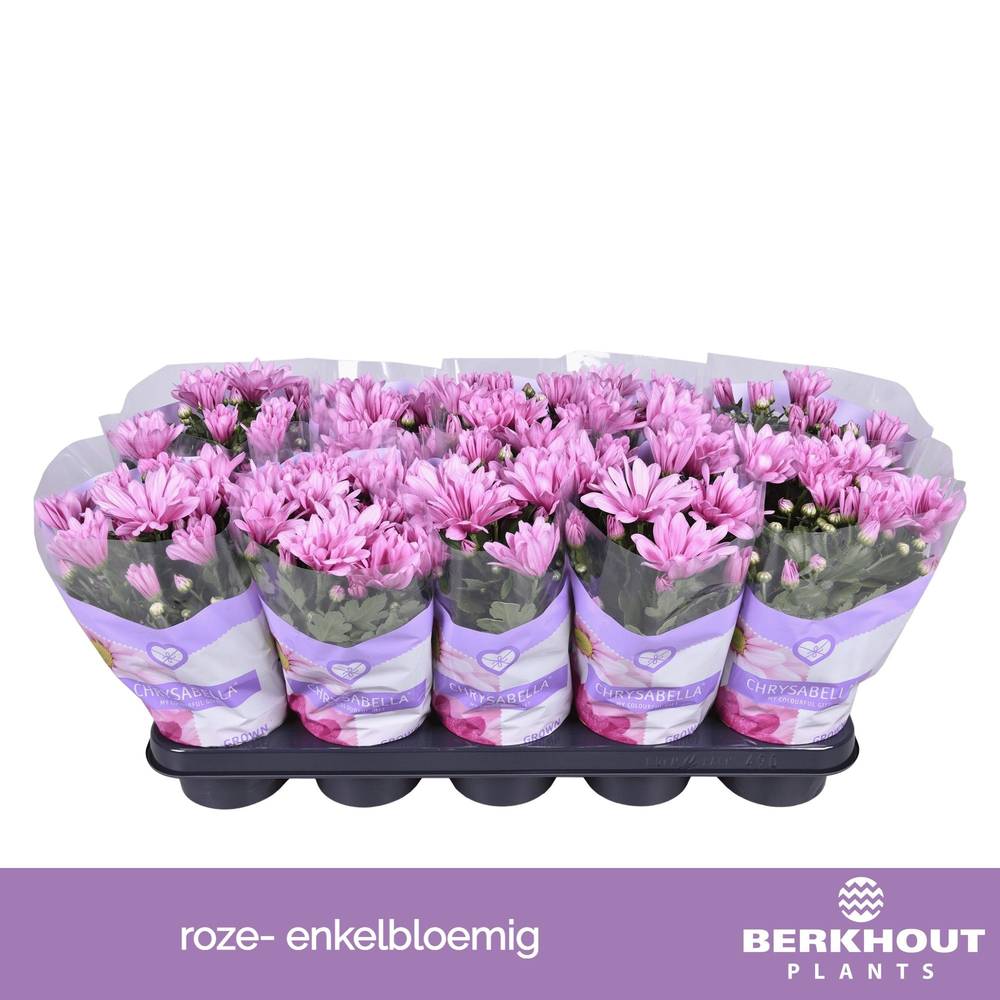 Chrysantheme Pink Breeze T12 H026