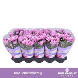 Chrysantheme Pink Breeze T12 H026