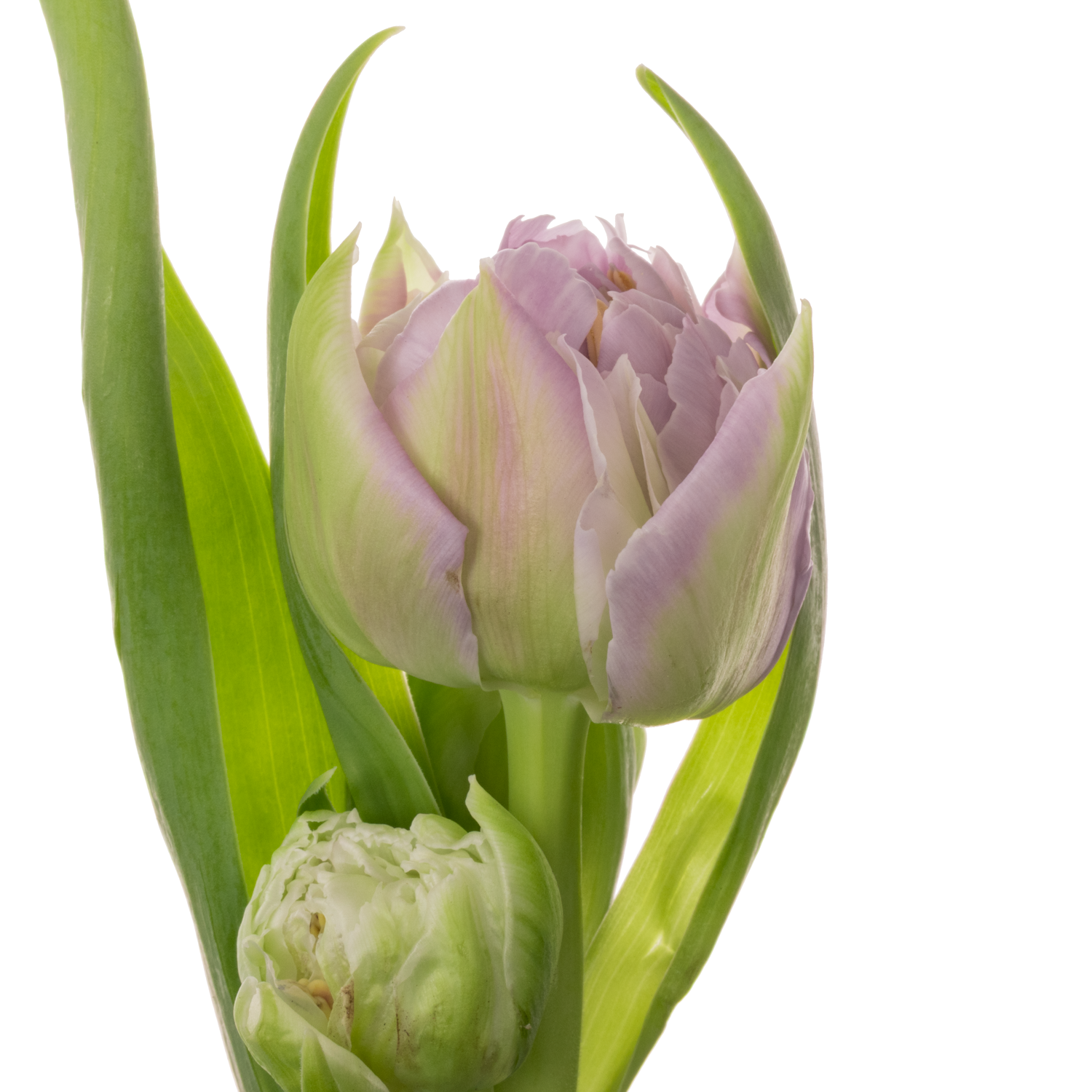 Tulpe rosa/milka doppel Etched 38 Gram