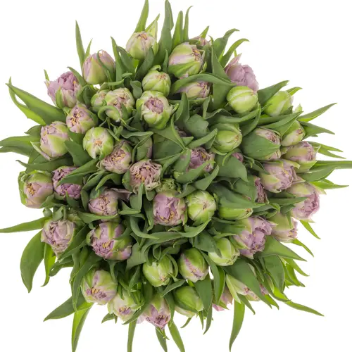 Tulpe rosa/milka doppel Etched 38 Gram