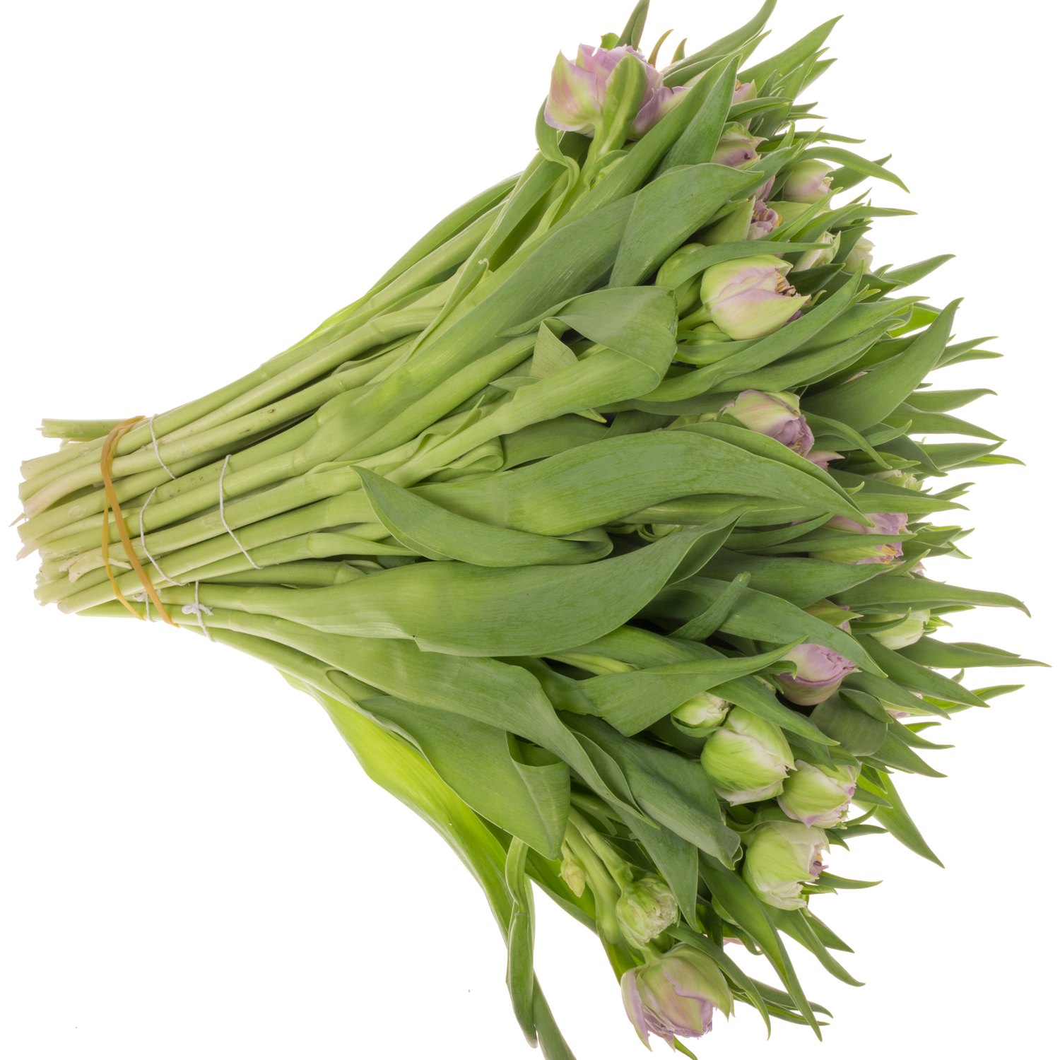 Tulpe rosa/milka doppel Etched 38 Gram