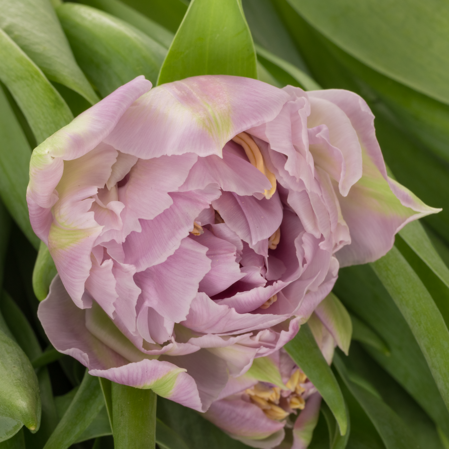 Tulpe rosa/milka doppel Etched 38 Gram