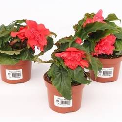 Begonie fuchsia Tenella T10,5 H017
