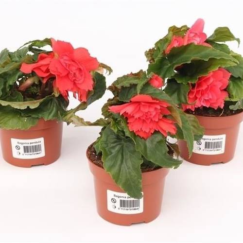 Begonie fuchsia Tenella T10,5 H017