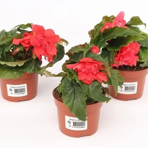 Begonie fuchsia Tenella T10,5 H017