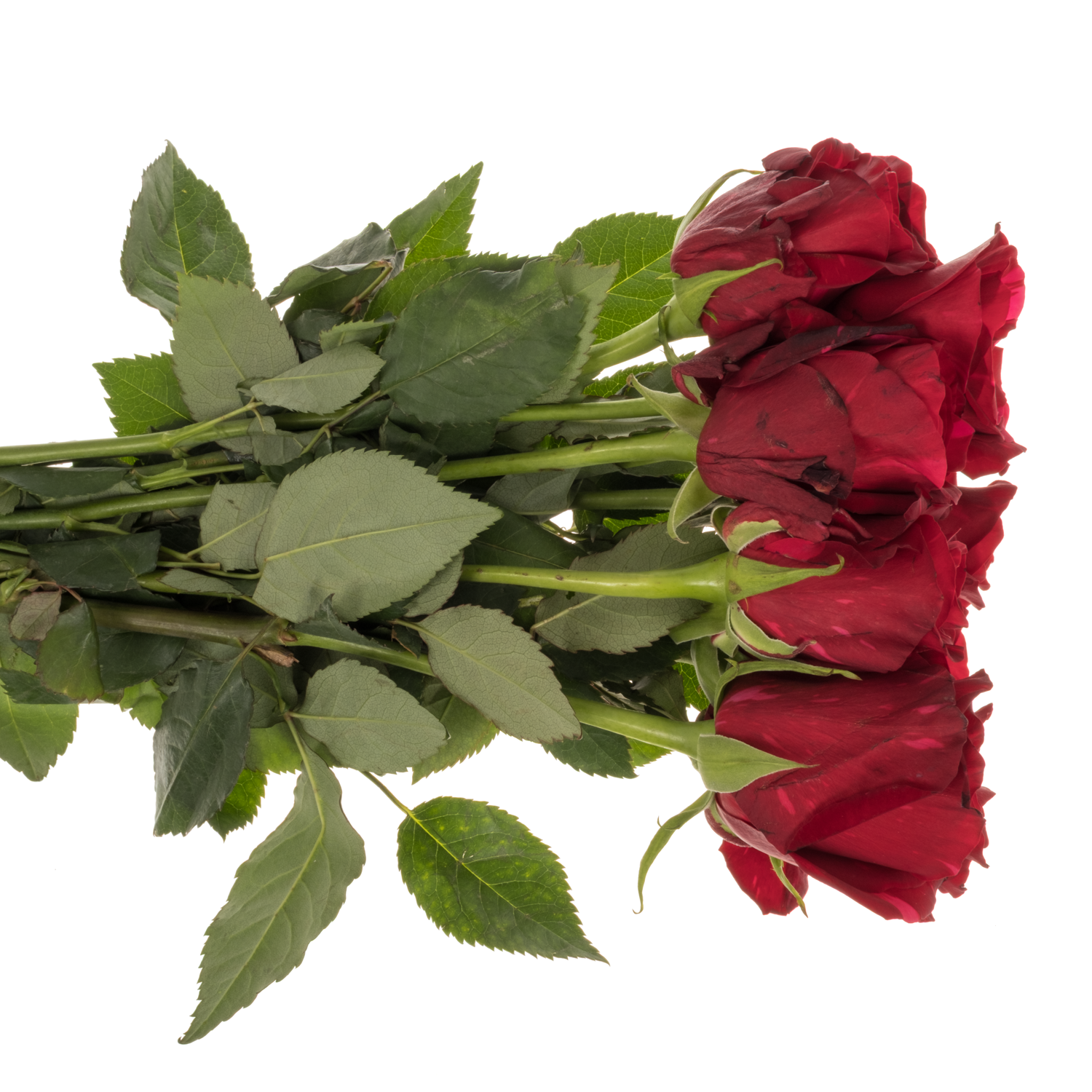 Rose dunkel rot/fuchsia Red Panther 50cm