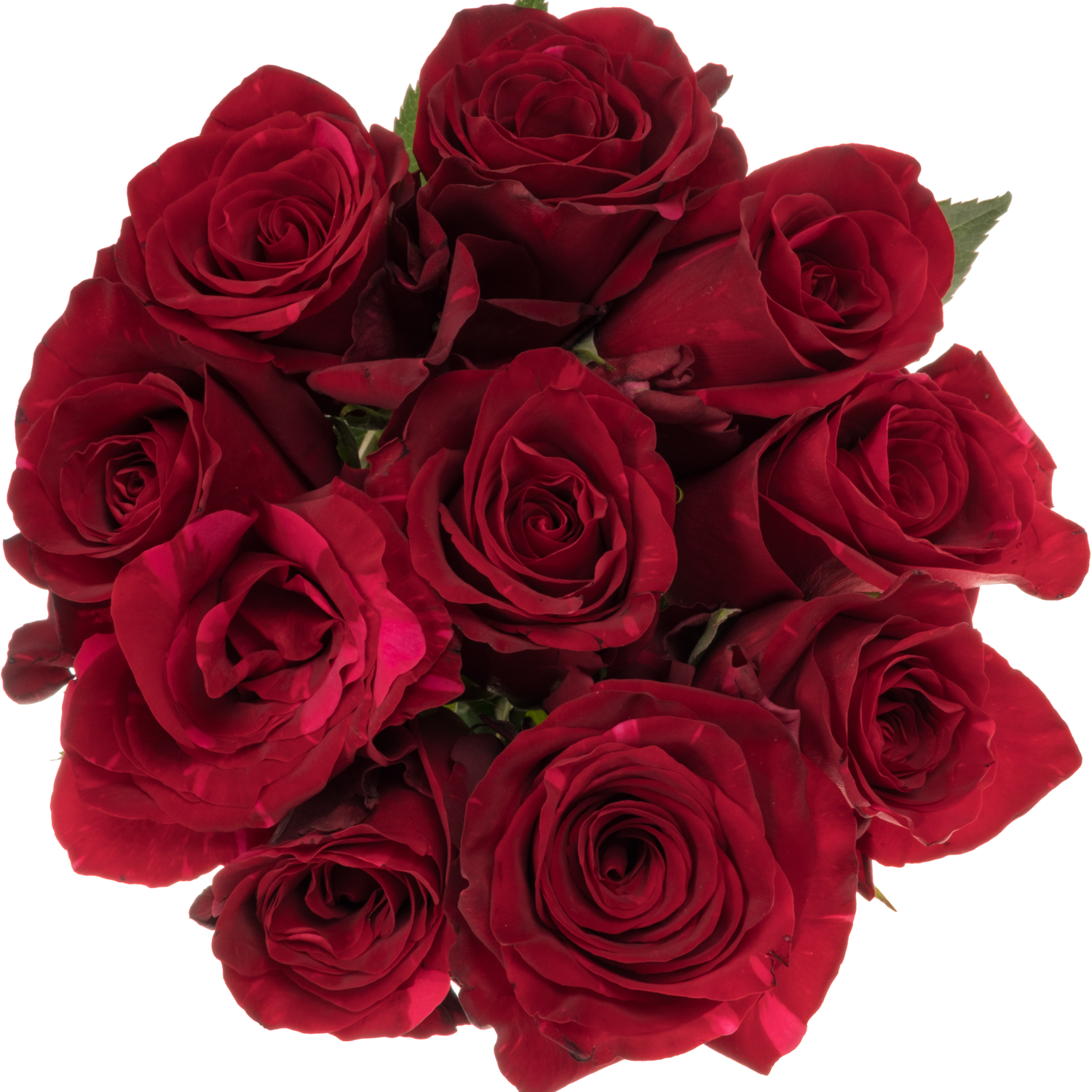 Rose dunkel rot/fuchsia Red Panther 50cm