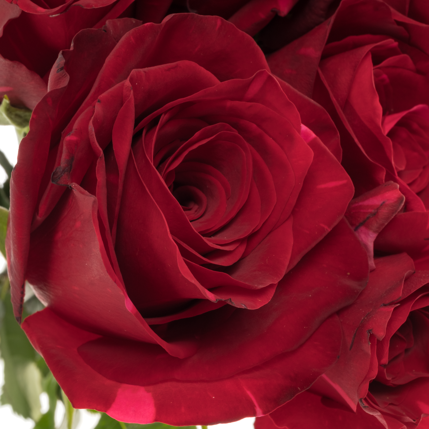 Rose dunkel rot/fuchsia Red Panther 50cm