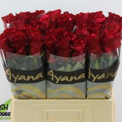 Rose dunkel rot/fuchsia Red Panther 50cm