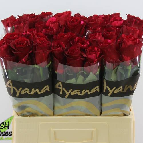Rose dunkel rot/fuchsia Red Panther 50cm
