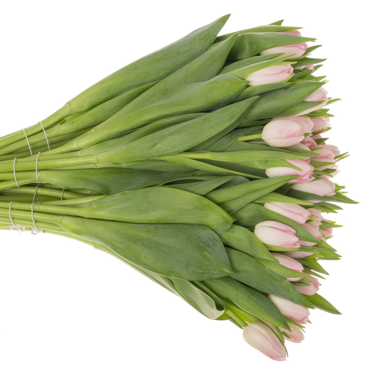 Tulpe rosa Dynasty 30 Gramm