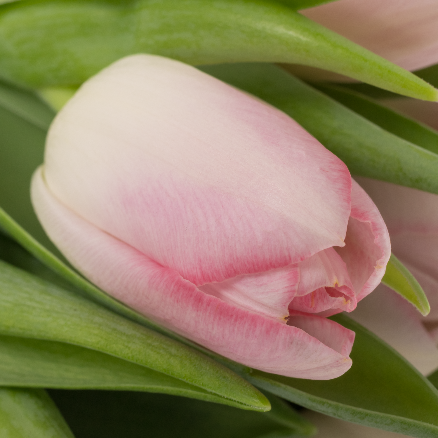 Tulpe rosa Dynasty 30 Gramm