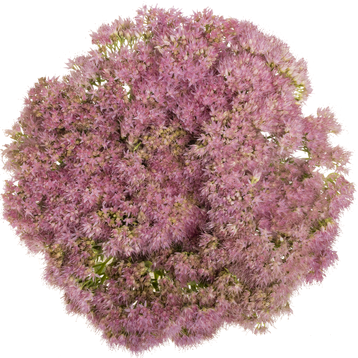 Sedum rosa Carl 50cm