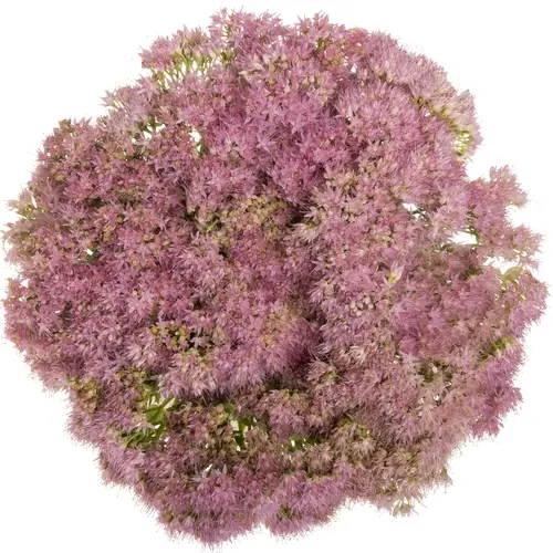 Sedum rosa Carl 50cm