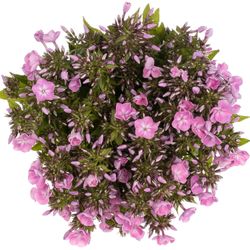 Phlox rosa Bündel 45cm