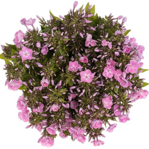 Phlox rosa Bündel 45cm