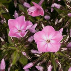 Phlox rosa Bündel 45cm