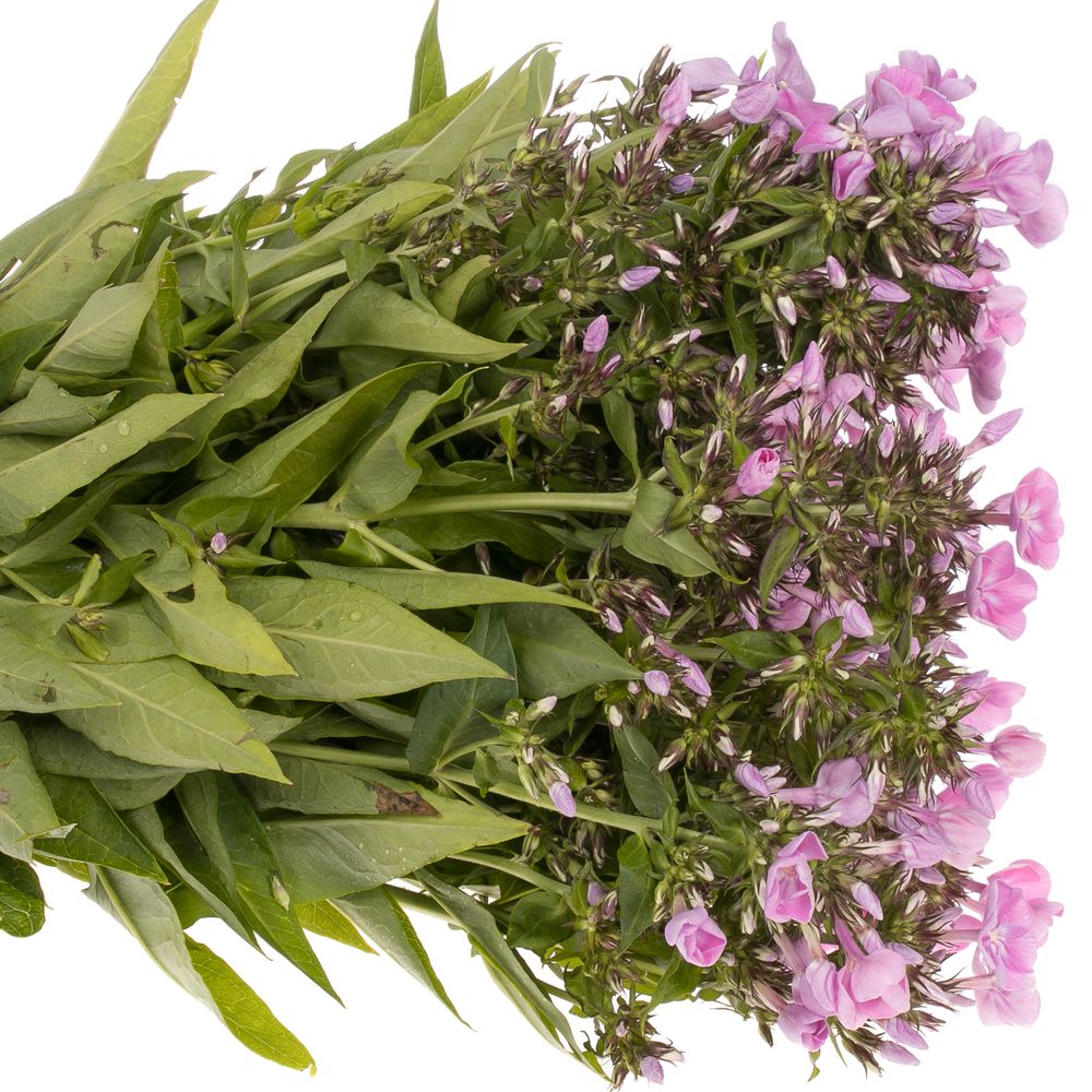 Phlox rosa Bündel 45cm