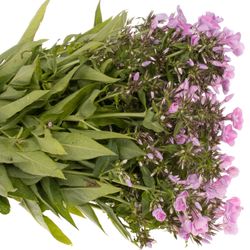 Phlox rosa Bündel 45cm