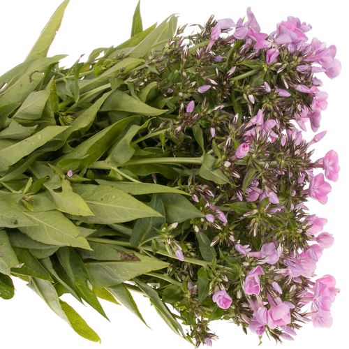 Phlox rosa Bündel 45cm