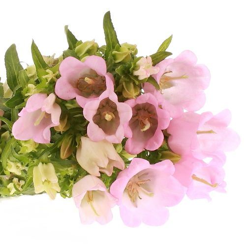 Campanula Glocken rosa 60cm