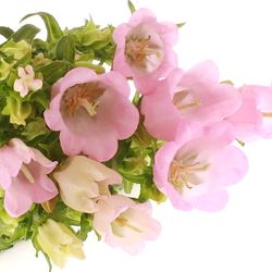 Campanula Glocken rosa 60cm