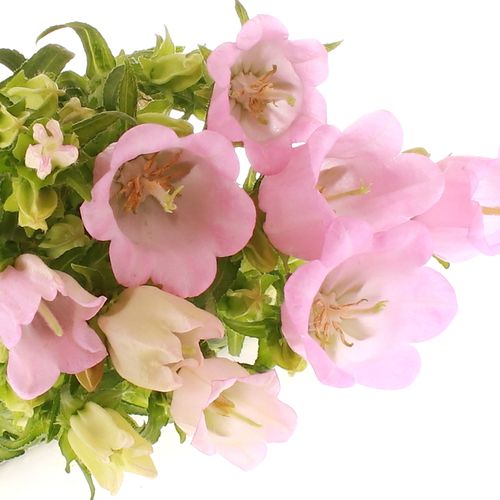 Campanula Glocken rosa 60cm