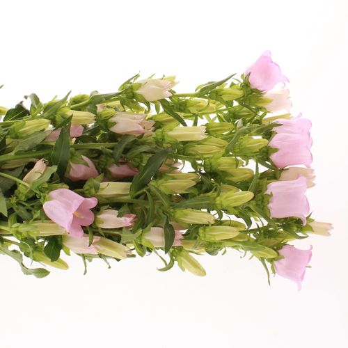 Campanula Glocken rosa 60cm