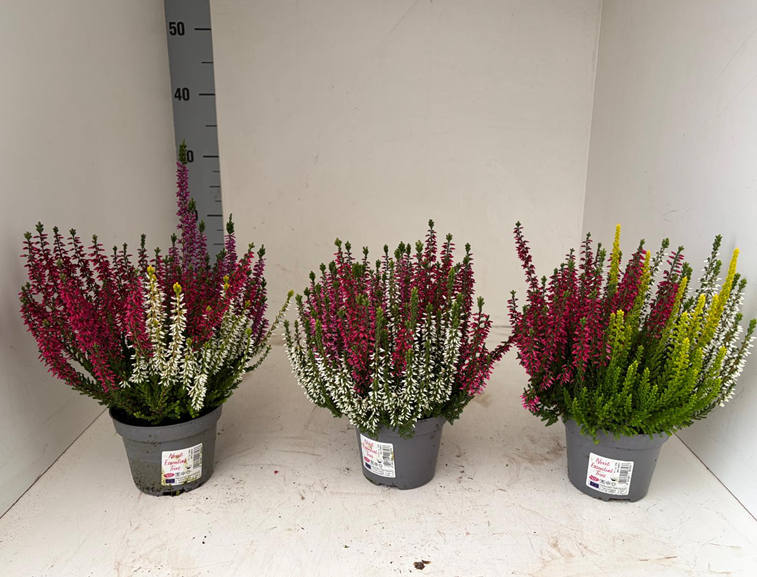 Calluna mix Trio T11 H025