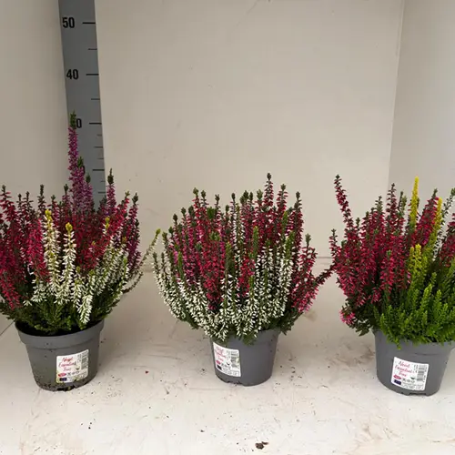 Calluna mix Trio T11 H025