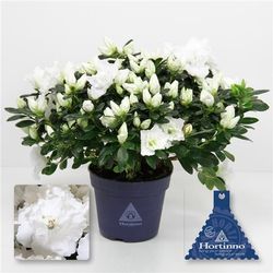 Azalea weiss Belli T13 H25