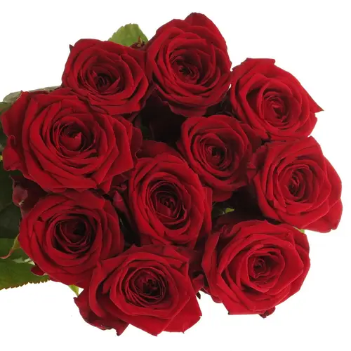 Rose rot Red Naomi Classic (Ende) 70cm