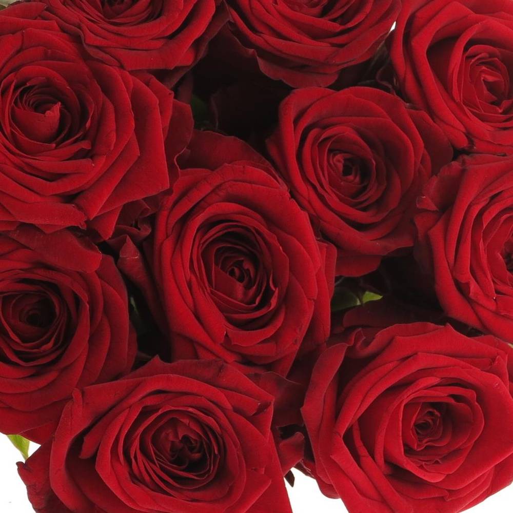 Rose rot Red Naomi Classic (Ende) 70cm
