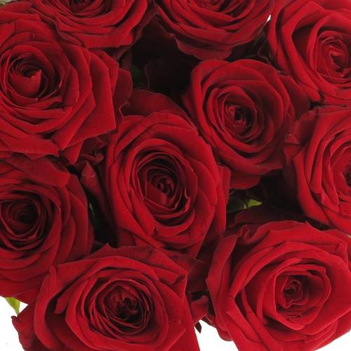 Rose rot Red Naomi Classic (Ende) 70cm
