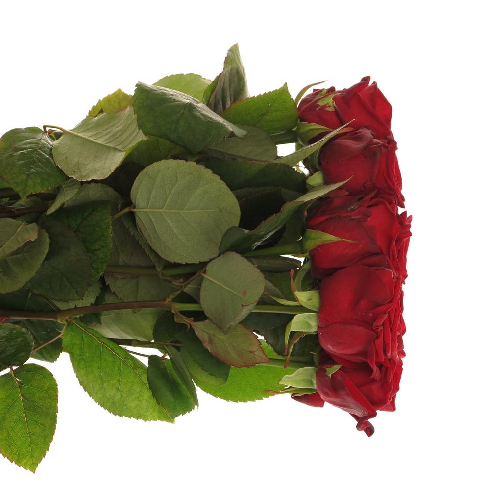 Rose rot Red Naomi Classic (Ende) 70cm