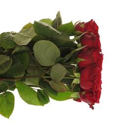 Rose rot Red Naomi Classic (Ende) 70cm
