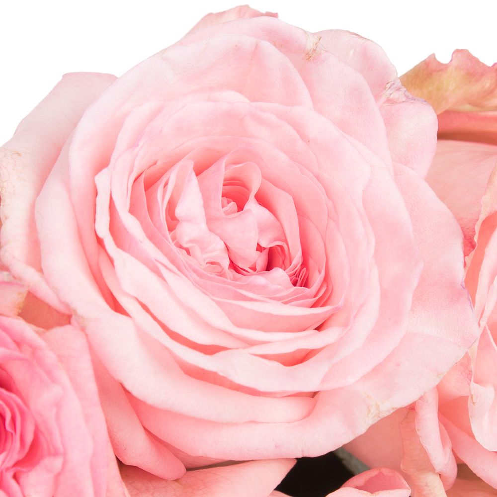 Rose hell rosa O Hara Pink duftend 50cm
