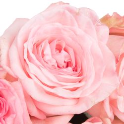 Rose hell rosa O Hara Pink duftend 50cm