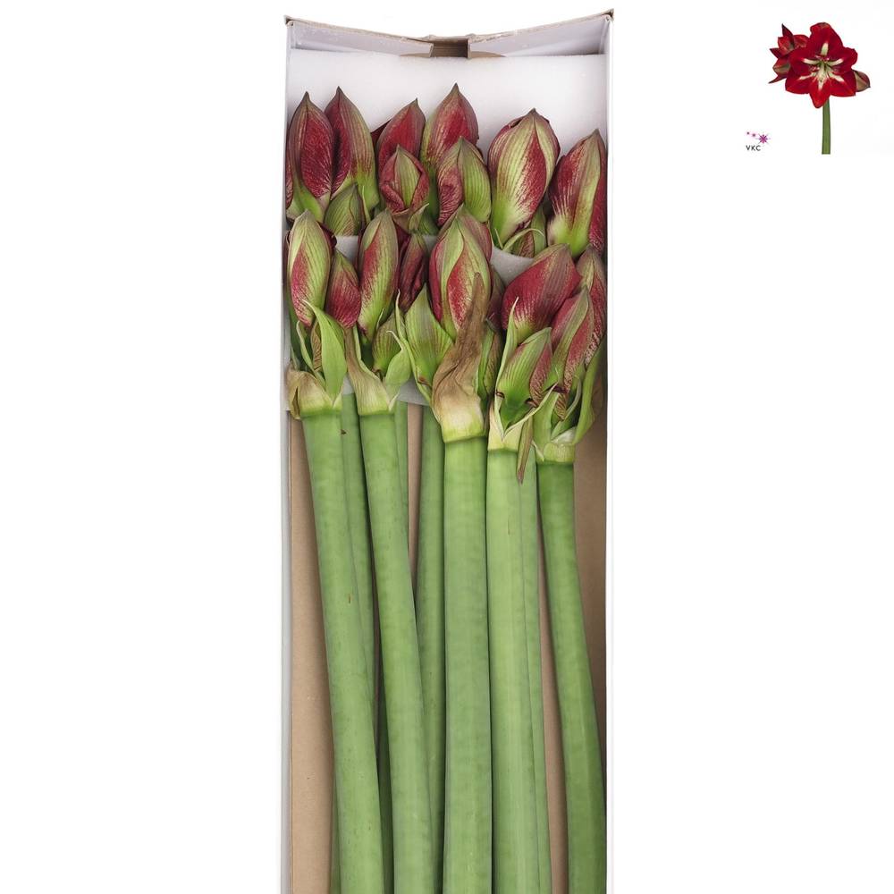 Amaryllis Krt.rot/weiss Barbados X12